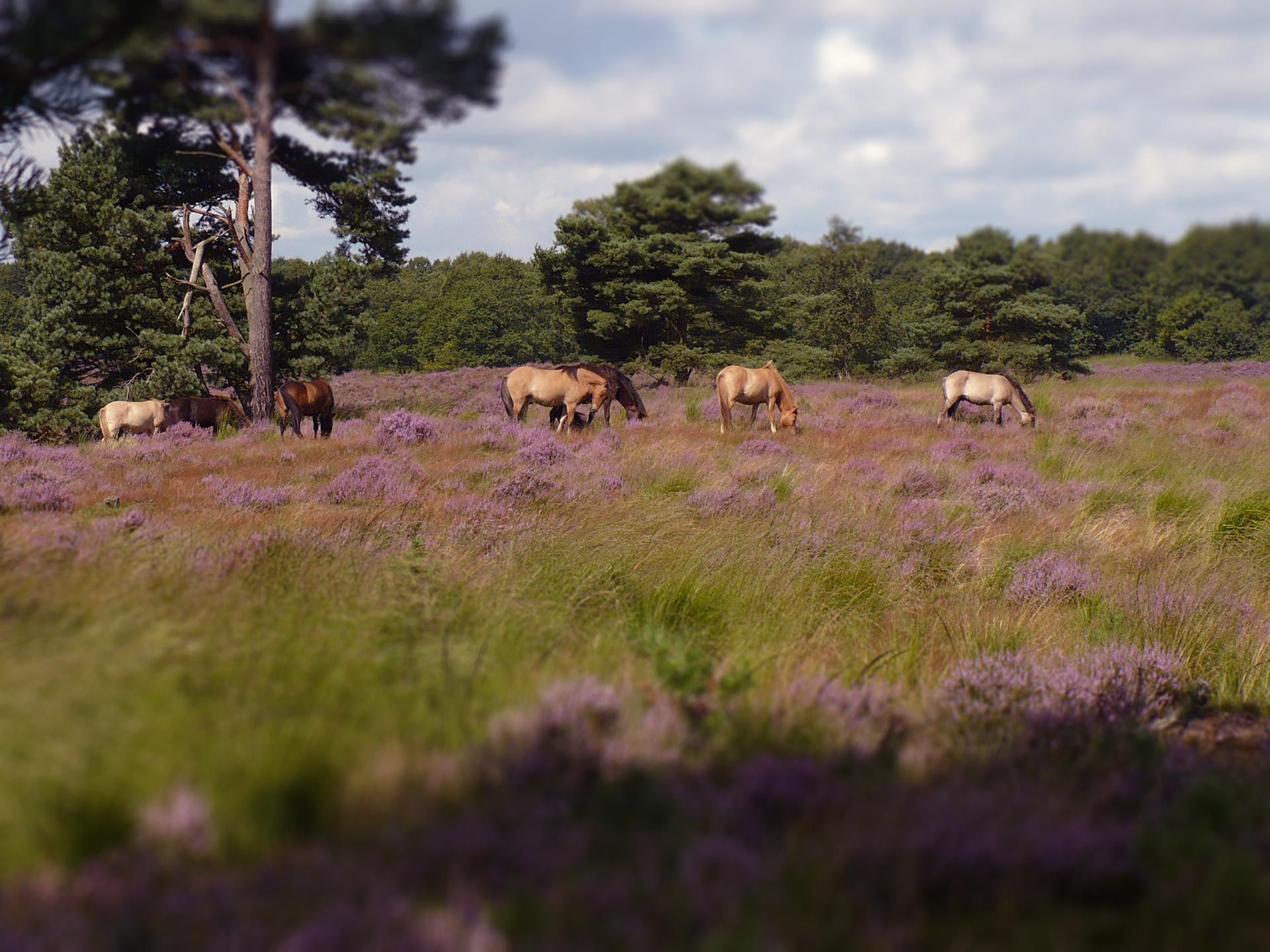 Nationaal Park de Meinweg